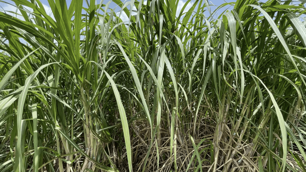 sugarcane-banner