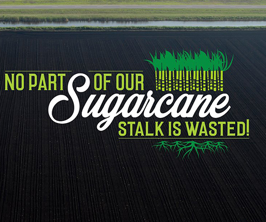 Sugarcane stalk