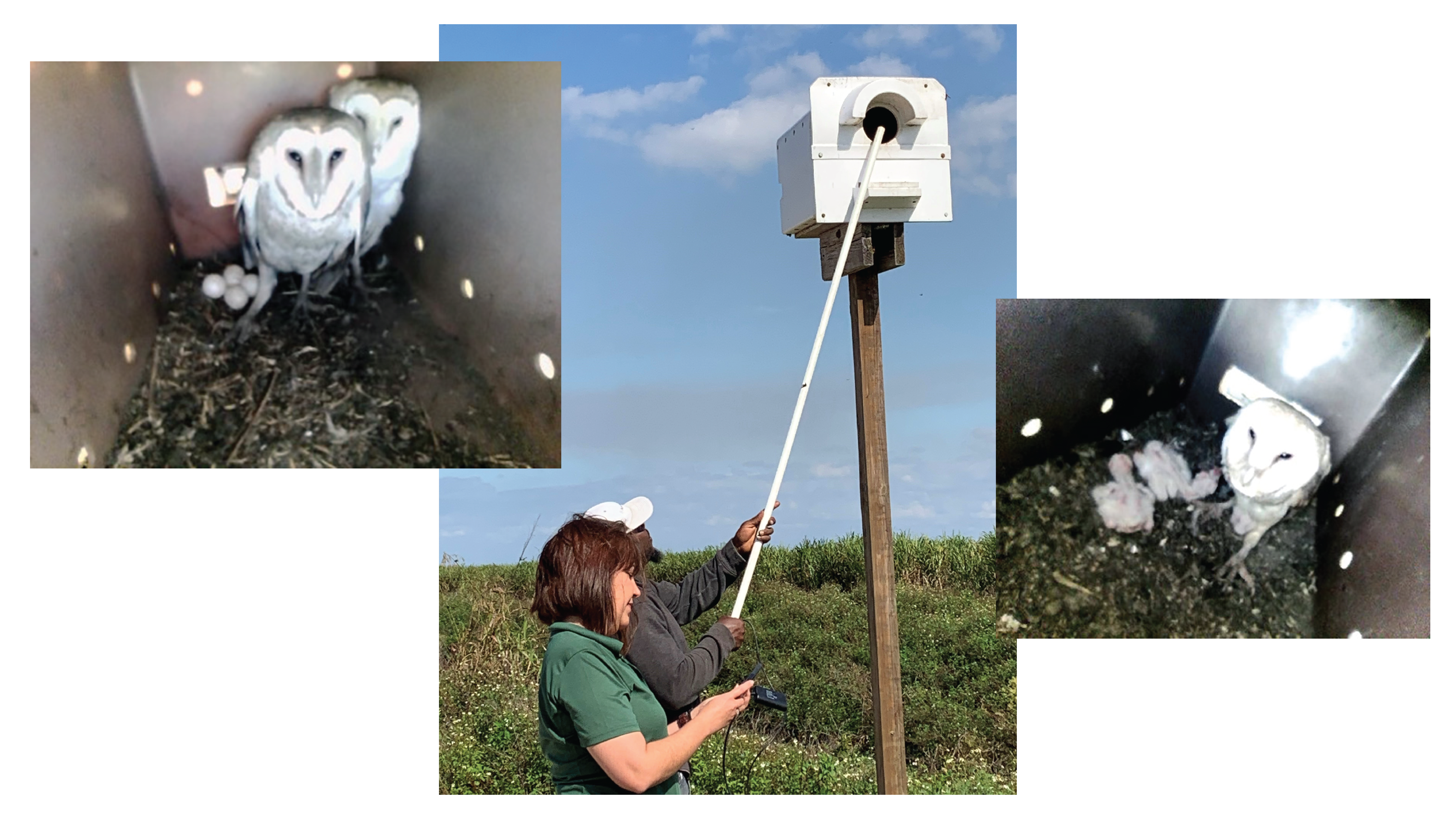 Florida Crystals' Barn Owls